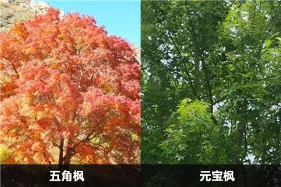 五角枫和元宝枫的区别有几点？应该怎么分别？